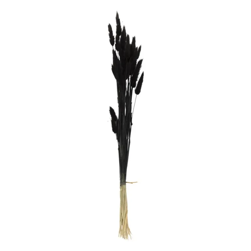 Xenos Kunstbloemen-Droogbloem - Lagurus - zwart - 60 cm