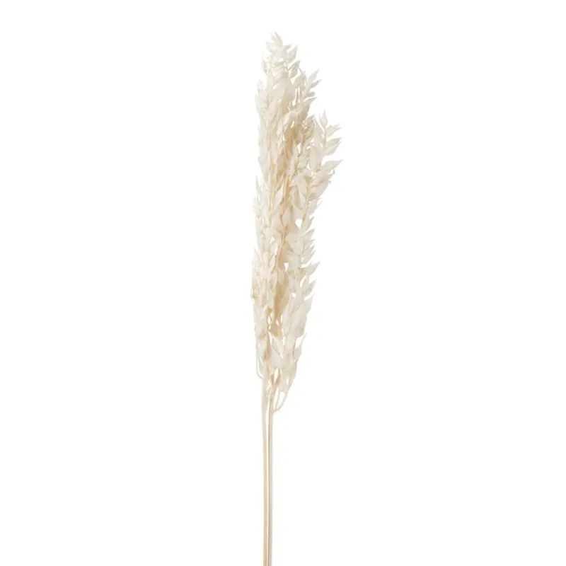 Xenos Kunstbloemen-Droogbloem ruscus - naturel - 65 cm