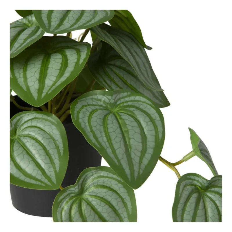 Xenos Kunstplanten-Kunstplant peperomia - 17 cm