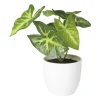 Xenos Kunstplanten-Kunstplant syngonium - 16 cm