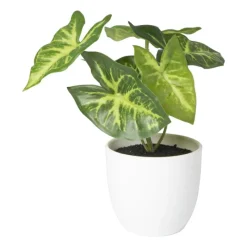 Xenos Kunstplanten-Kunstplant syngonium - 16 cm