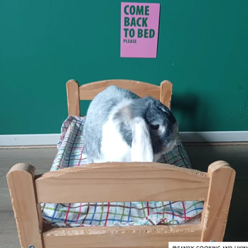 Xenos Posters-Poster come back to bed - roze/groen - 13x18 cm